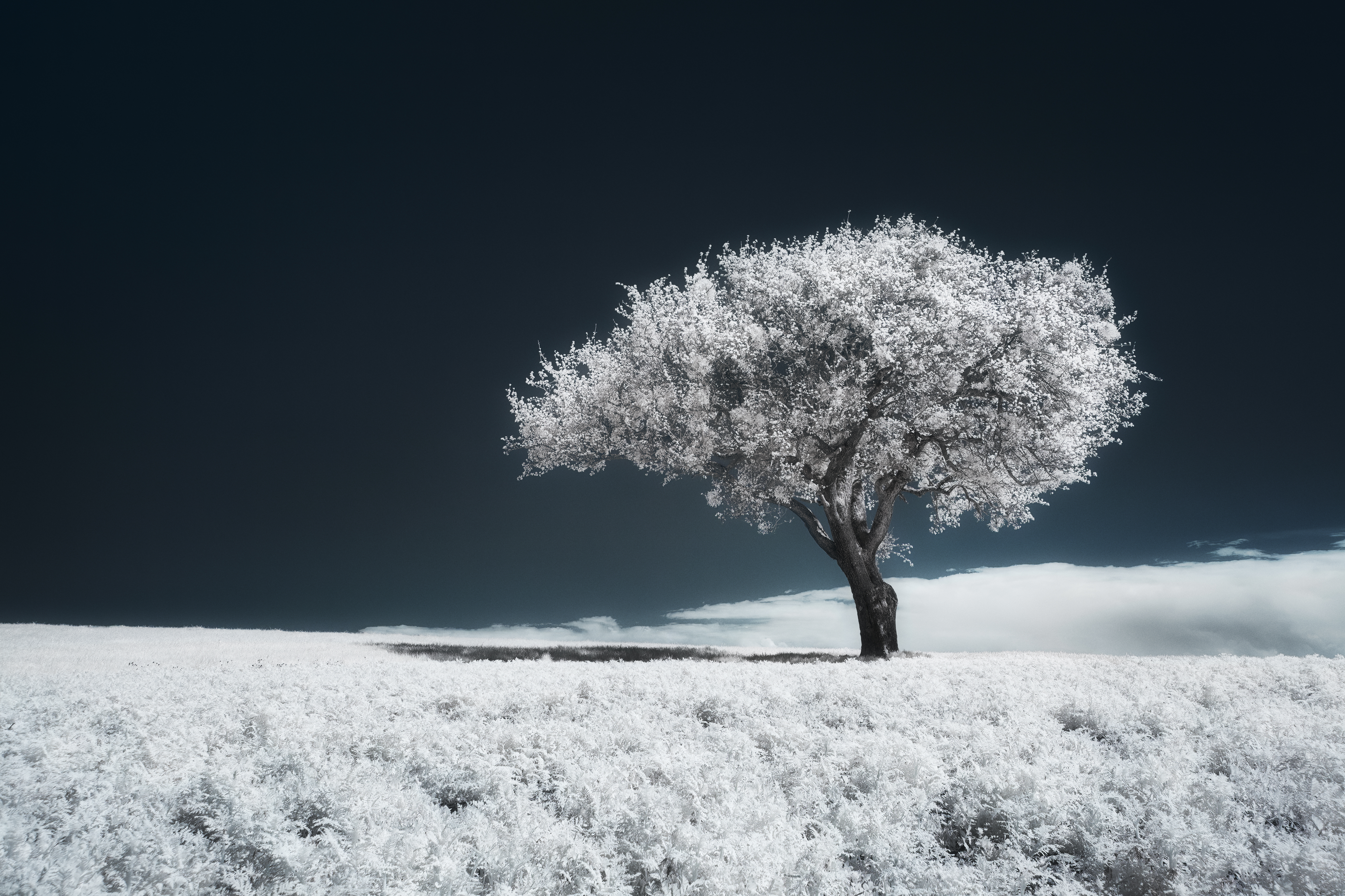 Arbre solitaire aux feuilles d’un blanc lumineux se détachant sur un paysage entièrement blanc sous un ciel noir profond. Collection SPECTRA – Jonas Hangartner.