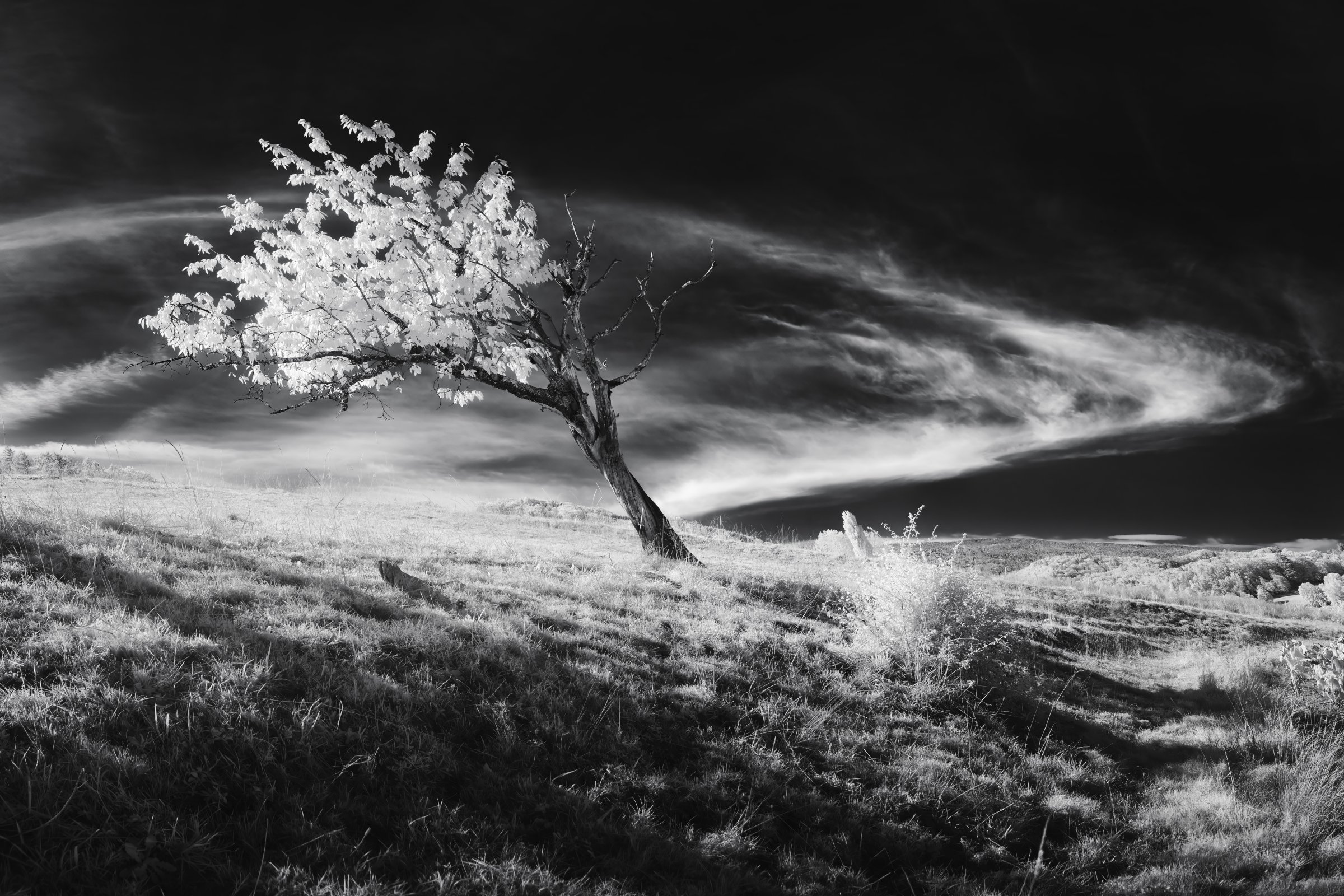 Panorama époustouflant d’un arbre aux feuilles blanches sous un ciel tourbillonnant de nuages en photographie infrarouge. Collection SPECTRA – Suisse.