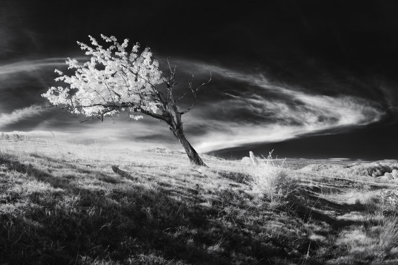 Panorama époustouflant d'un arbre aux feuilles blanches sous un ciel tourbillonnant de nuages en photographie infrarouge. Collection SPECTRA – Suisse.