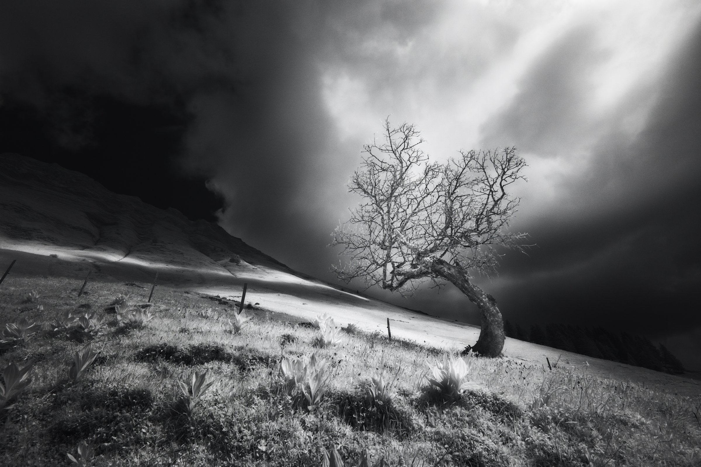 Arbre solitaire survivant courbé par le vent sur une colline alpine, lumière dramatique et nuages noirs. Collection SPECTRA par Jonas Hangartner.