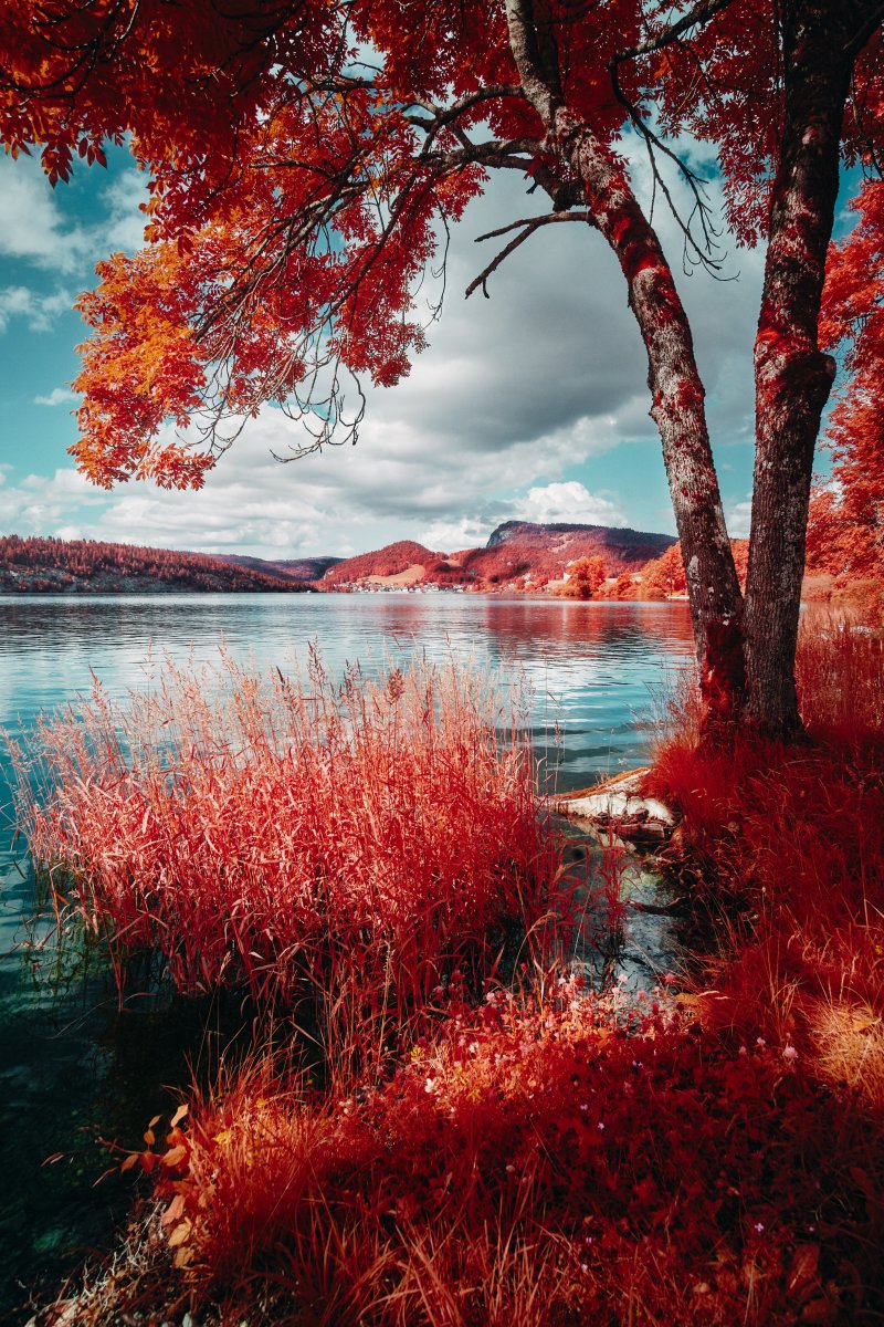 Arbre solitaire aux feuilles rouge vif sur la rive d'un lac entouré de roseaux et végétation rouge. Collection Lumina par Jonas Hangartner.