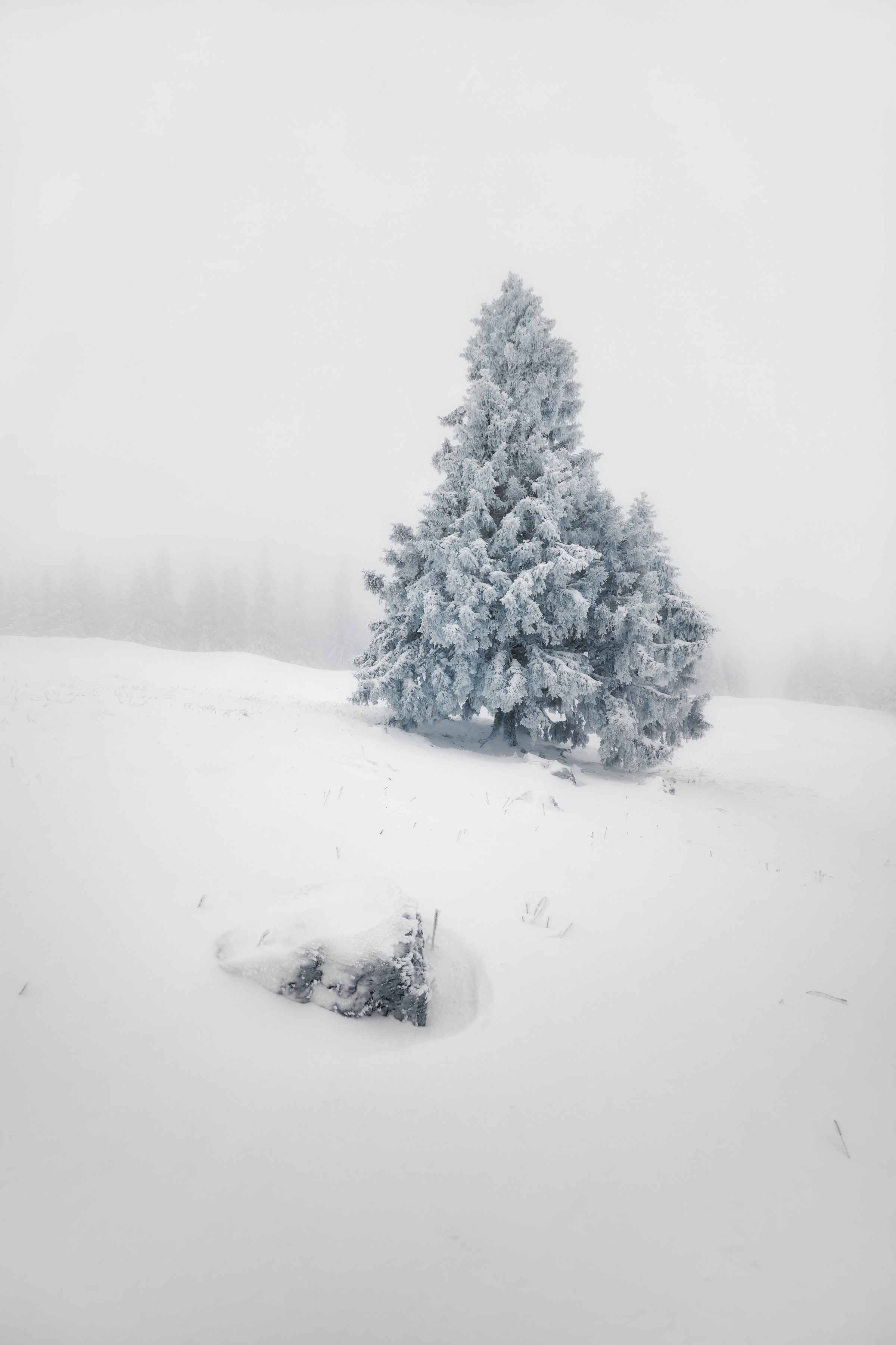 Sapin majestueux couvert de neige dans un épais brouillard blanc. Atmosphère silencieuse et minimaliste. Collection SPECTRA – Jonas Hangartner.