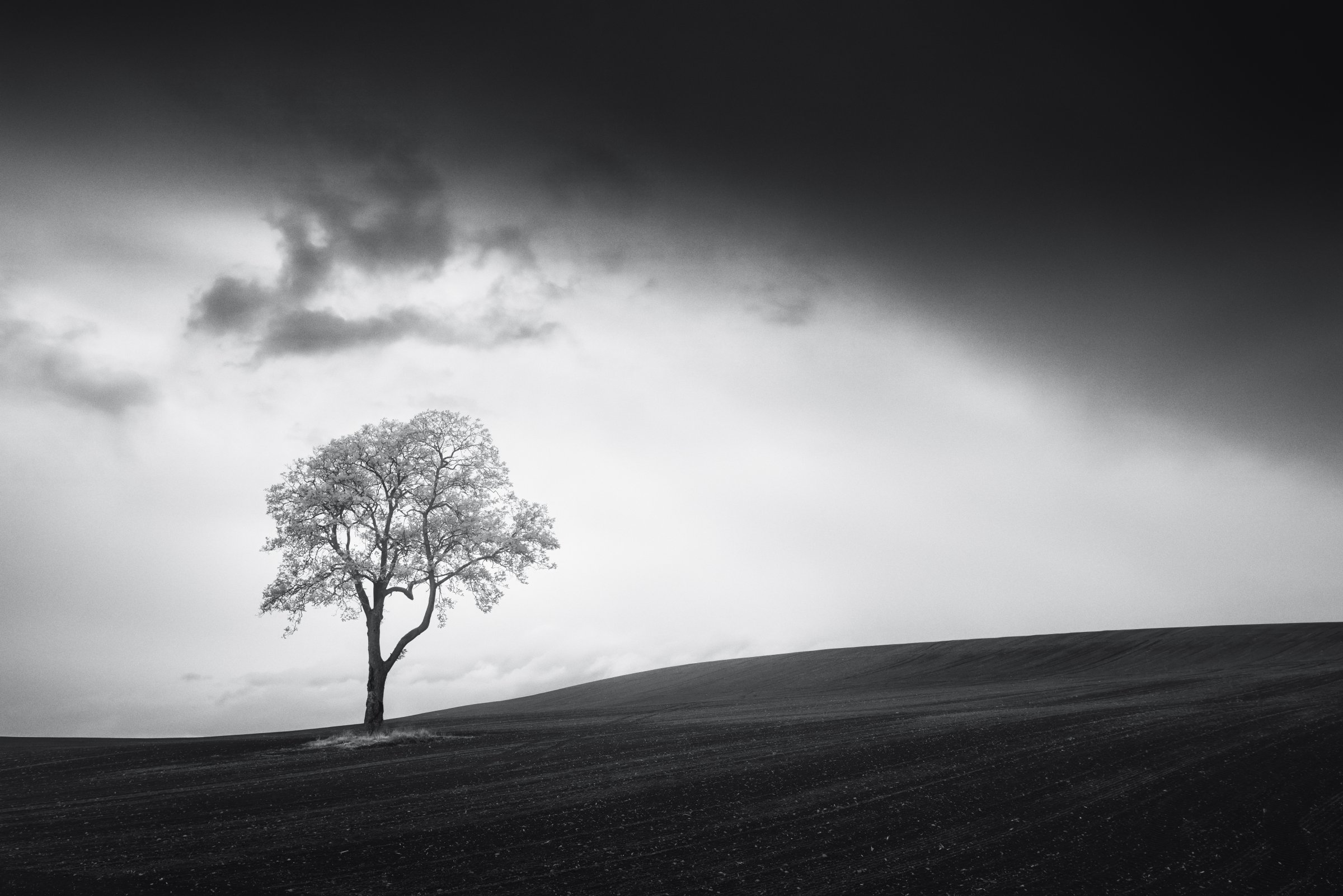 Paysage minimaliste avec un arbre solitaire sur une colline et un ciel voilé aux tons sombres. Collection SPECTRA – Jonas Hangartner, Suisse romande.