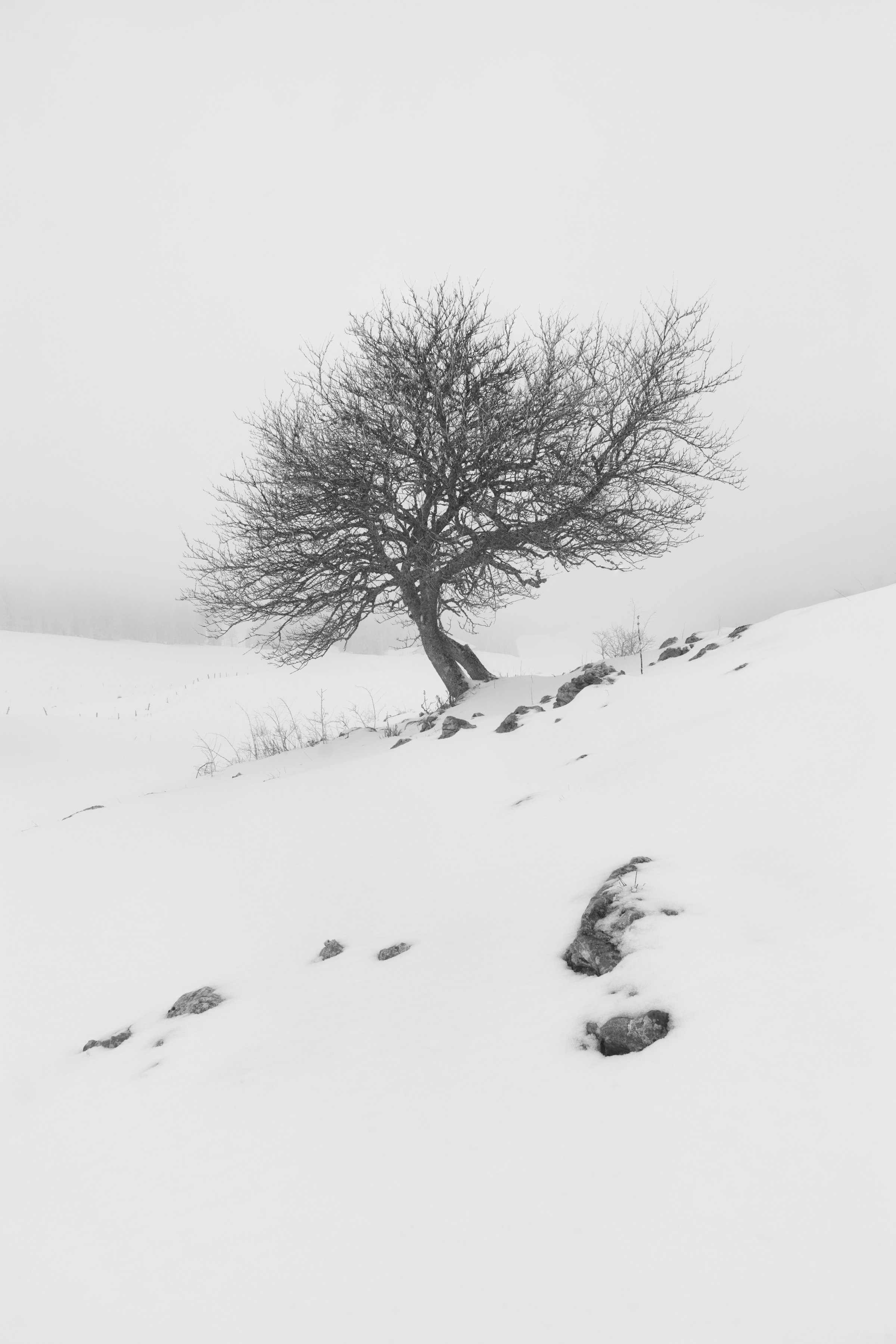 Arbre nu se détachant sur une pente enneigée enveloppée d’un épais brouillard blanc. Collection SPECTRA – Jonas Hangartner, Suisse.