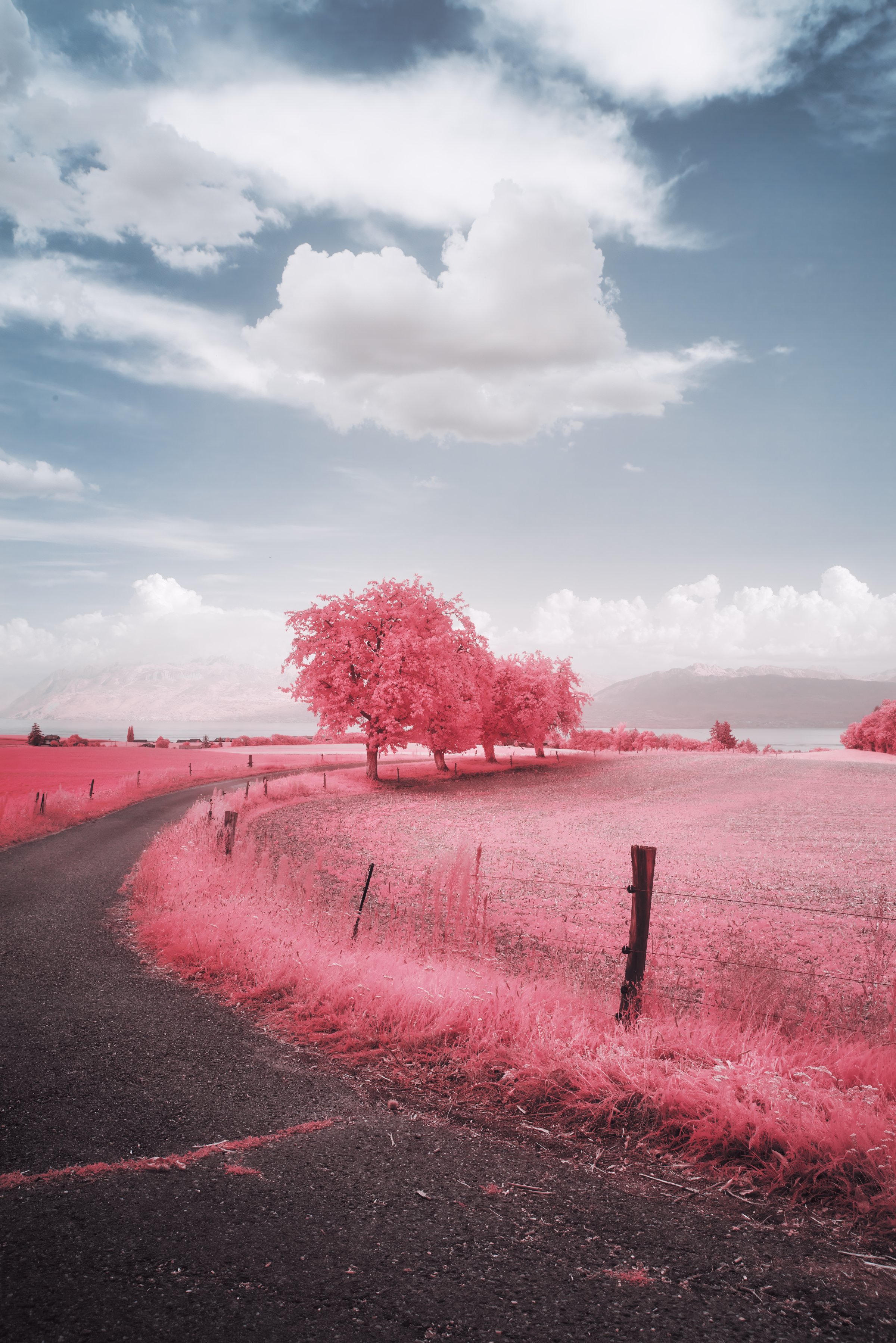 Route sinueuse aux tons rose intense traversant un champ avec un arbre solitaire au loin. Photographie infrarouge Collection Lumina – Jonas Hangartner.