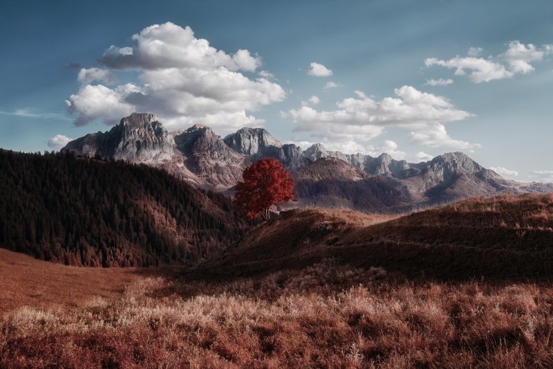 Chaîne de montagnes avec un arbre rouge solitaire au premier plan sous un ciel nuageux. Collection Lumina par Jonas Hangartner, Suisse.