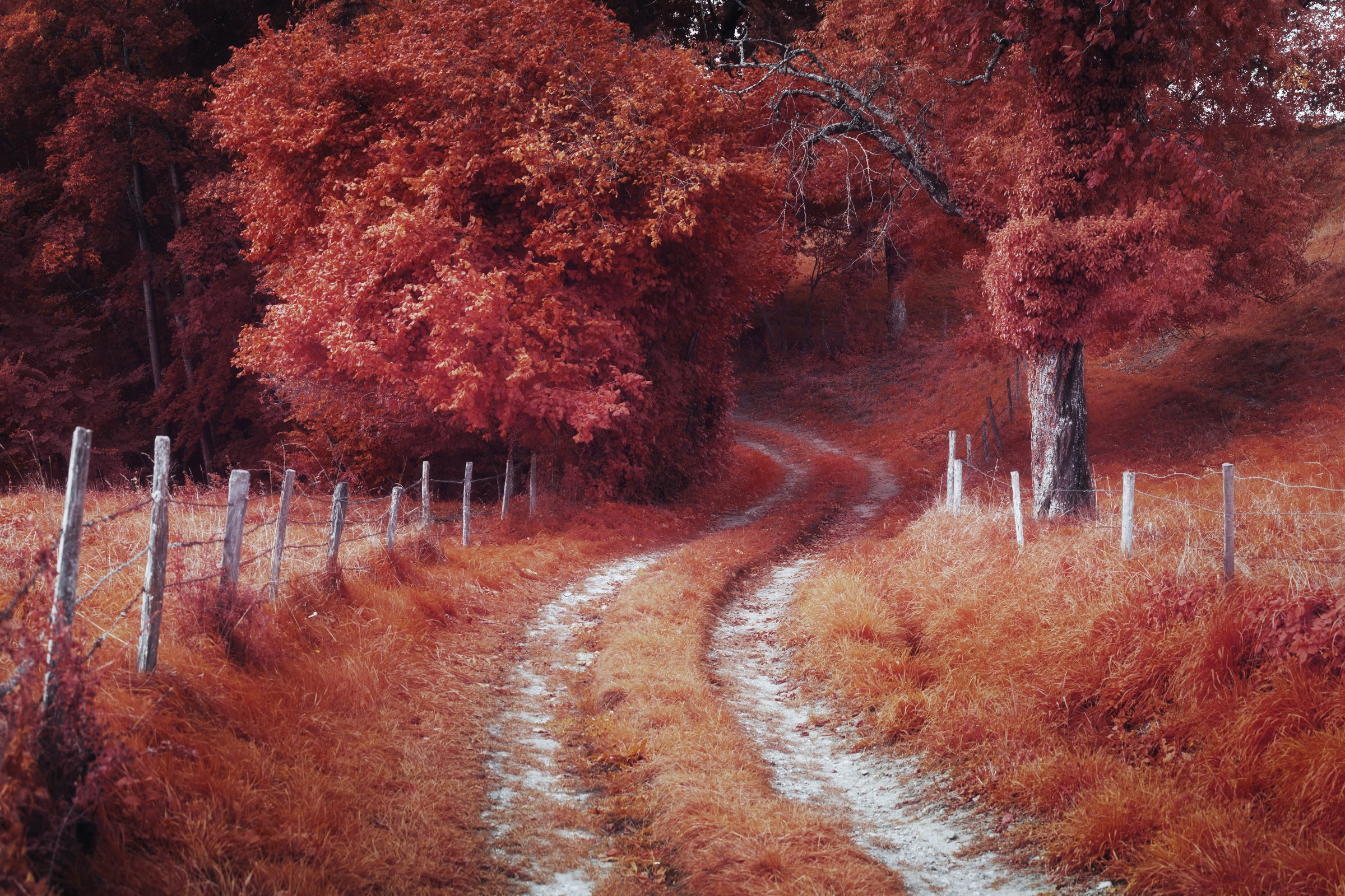 Chemin sinueux bordé d’une clôture traversant une forêt aux tons rouge intense. Photographie infrarouge Collection Lumina – Jonas Hangartner.