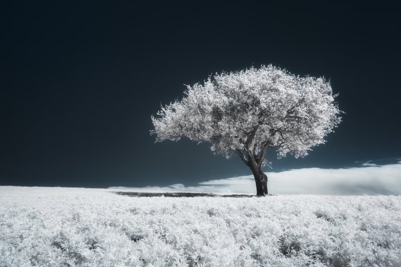 Arbre solitaire aux feuilles d'un blanc lumineux se détachant sur un paysage entièrement blanc sous un ciel noir profond. Collection SPECTRA – Jonas Hangartner.