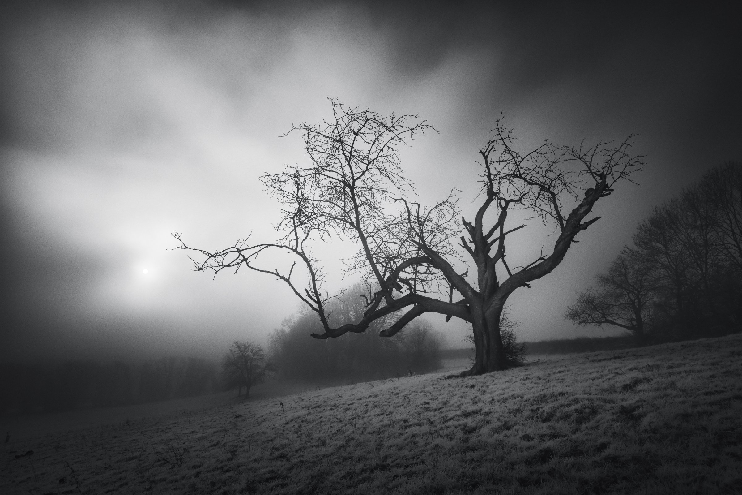 Arbre messager solitaire aux branches tortueuses émergeant d’un brouillard dense en photographie infrarouge. Collection SPECTRA par Jonas Hangartner, Suisse.