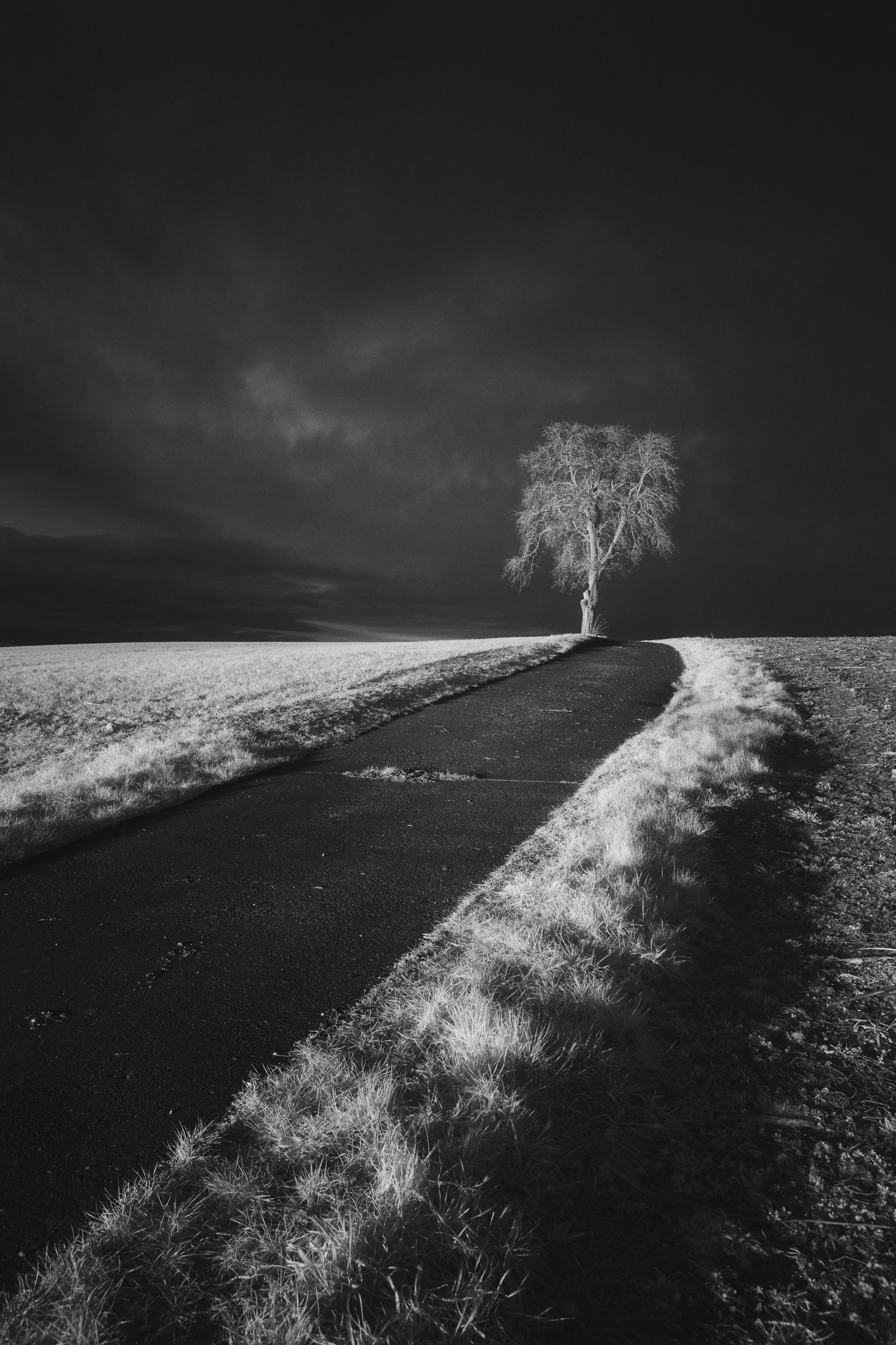 Chemin asphalté bordé d’herbe blanche menant vers un arbre solitaire au sommet d’une colline sous un ciel noir. Photographie infrarouge SPECTRA.