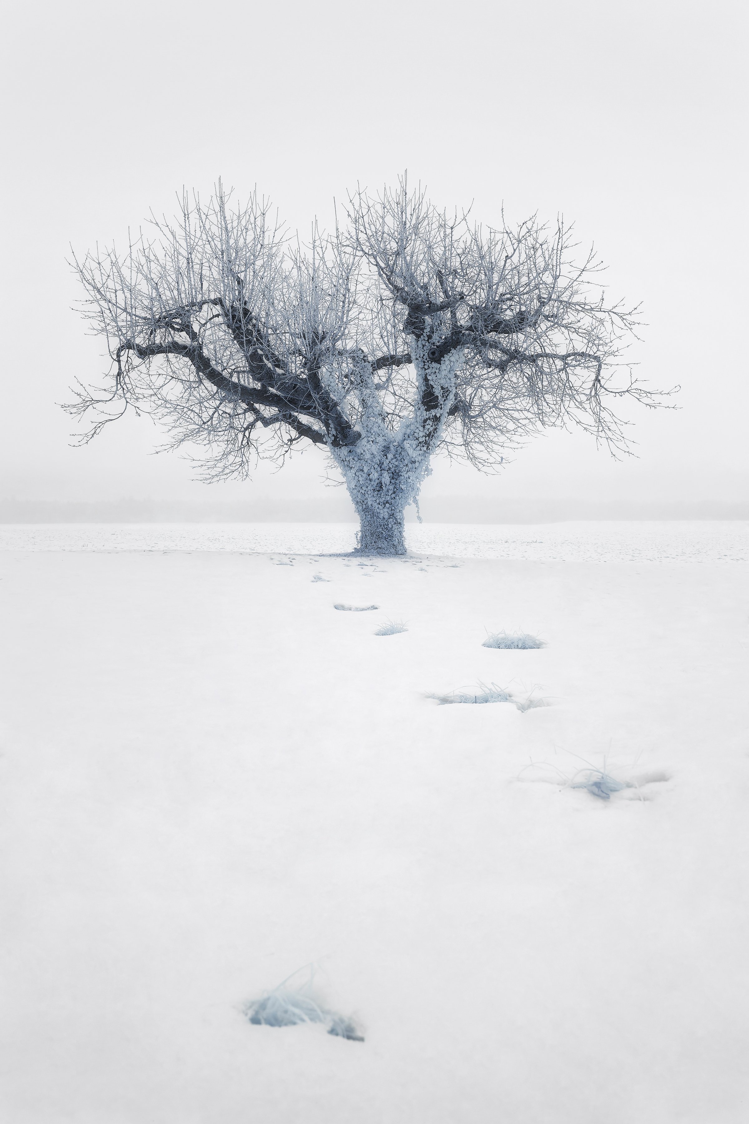 Arbre aux branches givrées se dressant dans une vaste étendue de neige avec des empreintes de pas. Collection SPECTRA par Jonas Hangartner.