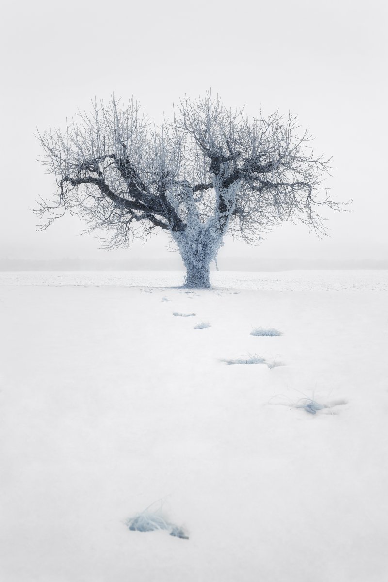 Arbre aux branches givrées se dressant dans une vaste étendue de neige avec des empreintes de pas. Collection SPECTRA par Jonas Hangartner.