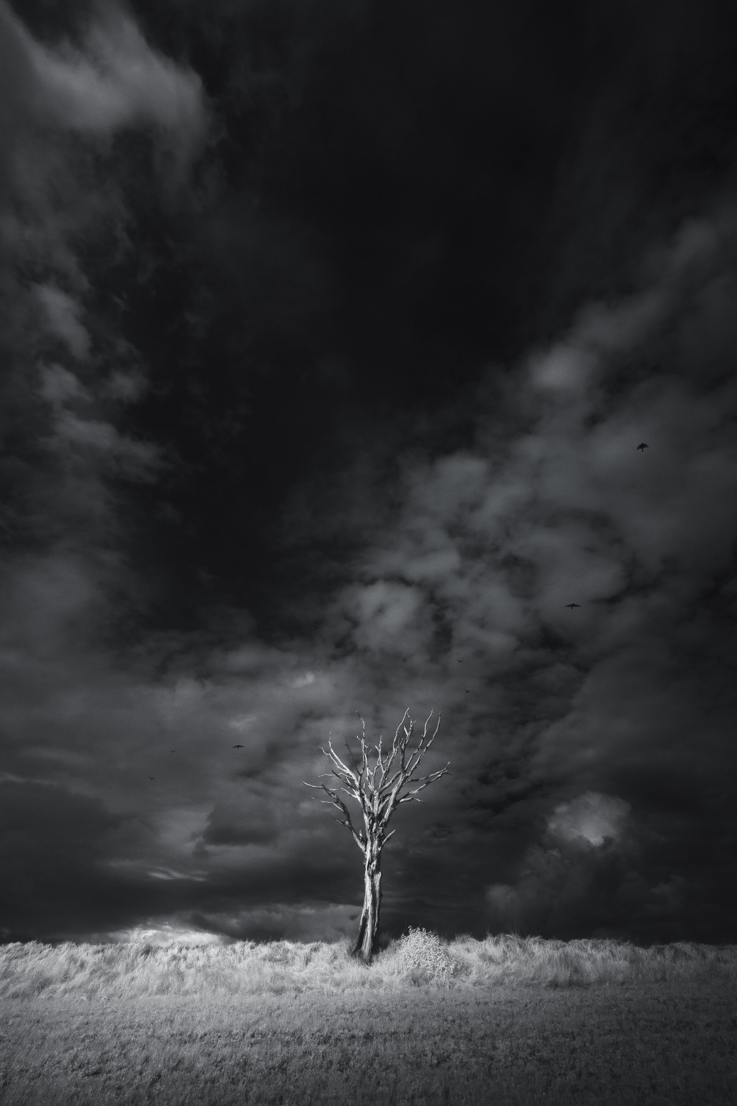 Arbre dénudé se dressant au milieu d’un ciel chargé de nuages noirs en infrarouge, avec un vol d’oiseaux. Collection SPECTRA par Jonas Hangartner, Suisse.