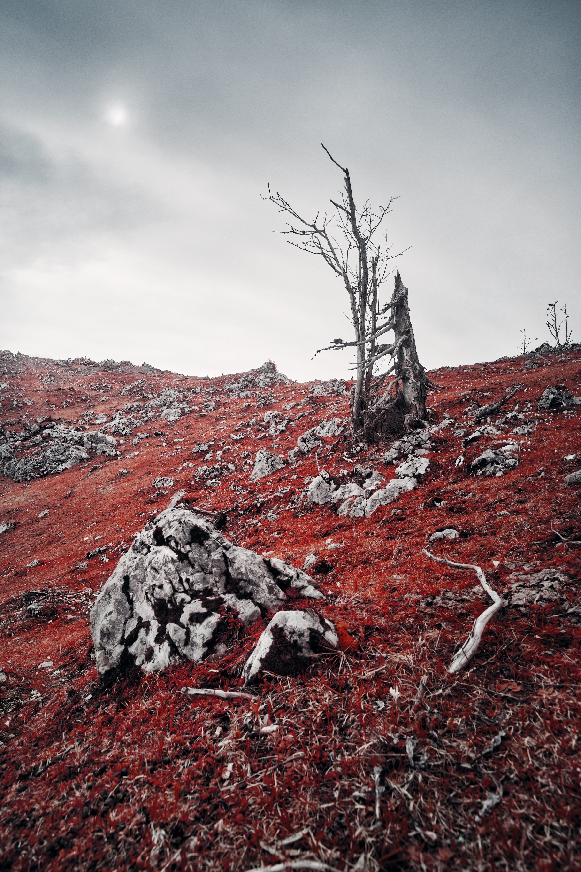 Colline rocheuse aux tons rouge intense parsemée d’arbres morts et de rochers blancs. Photographie infrarouge SPECTRA par Jonas Hangartner.