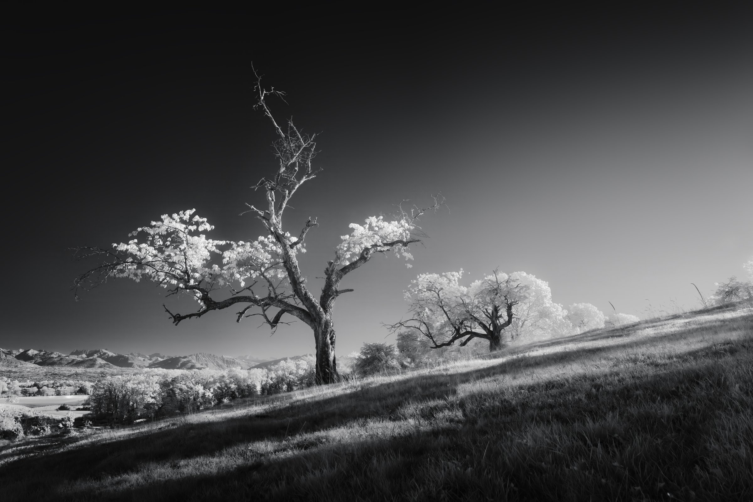 Groupe d’arbres aux feuilles lumineuses sur une colline avec vue sur le paysage vallonné suisse. Photographie infrarouge SPECTRA par Jonas Hangartner.
