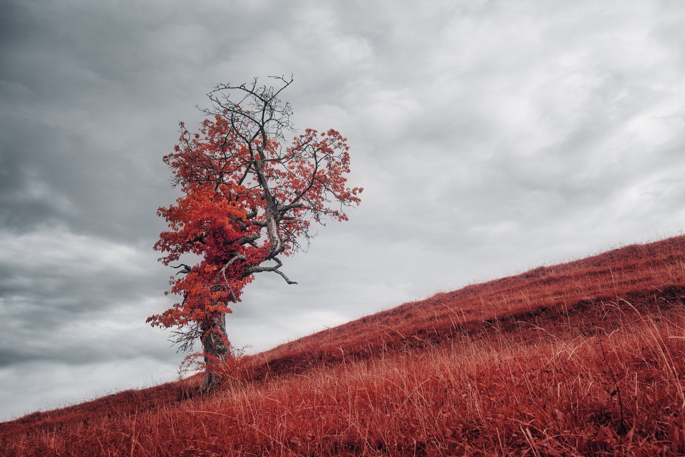 Arbre solitaire aux feuilles d’un rouge éclatant sur une pente recouverte d’herbe rouge sous un ciel nuageux dramatique. Photographie infrarouge Collection SPECTRA par Jonas Hangartner, Suisse (moins de 2 h de Morges).