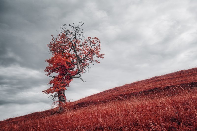 Arbre solitaire aux feuilles d'un rouge éclatant sur une pente recouverte d'herbe rouge sous un ciel nuageux dramatique. Photographie infrarouge Collection SPECTRA par Jonas Hangartner, Suisse (moins de 2 h de Morges).