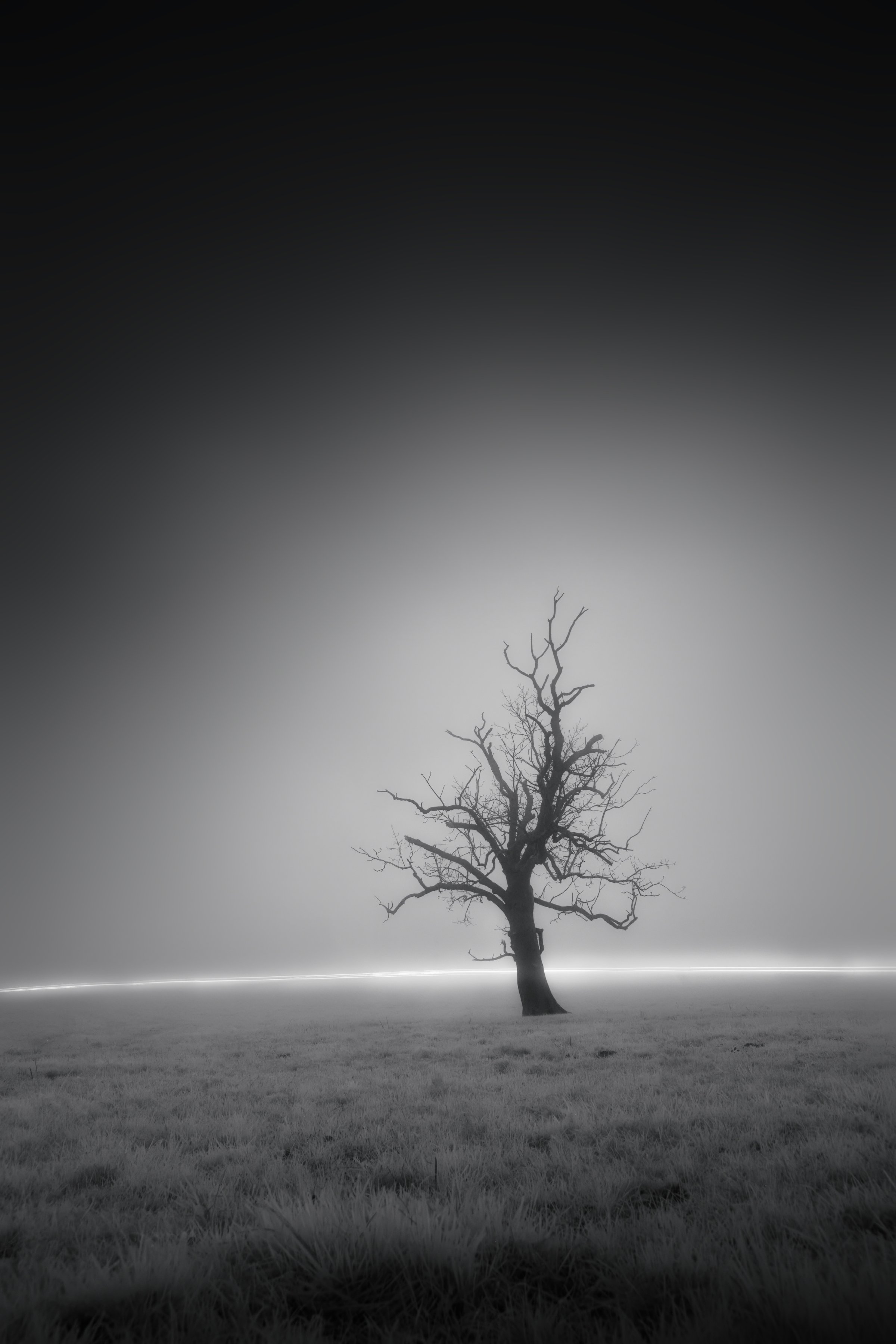 Arbre nu solitaire se dressant dans un paysage entièrement enveloppé de brouillard blanc, ligne d’horizon lumineuse. Atmosphère minimaliste et dramatique. Collection SPECTRA par Jonas Hangartner, Suisse romande.