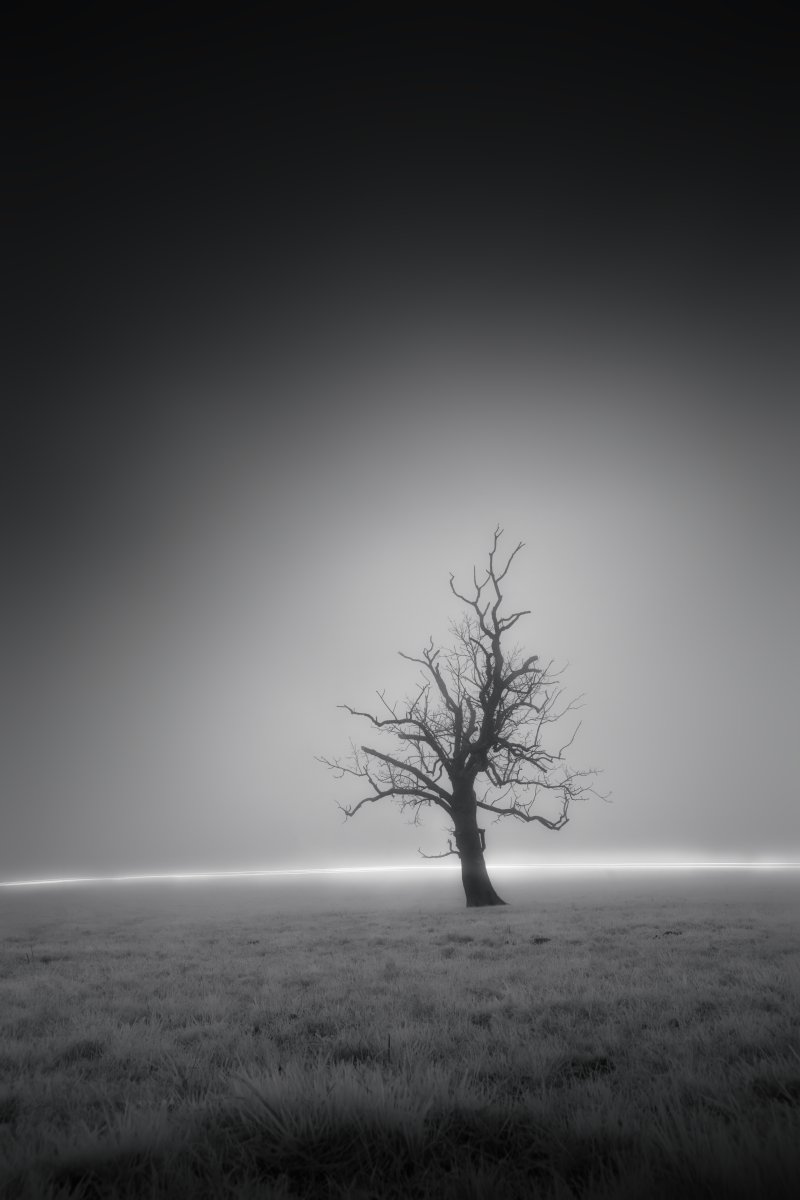 Arbre nu solitaire se dressant dans un paysage entièrement enveloppé de brouillard blanc, ligne d'horizon lumineuse. Atmosphère minimaliste et dramatique. Collection SPECTRA par Jonas Hangartner, Suisse romande.