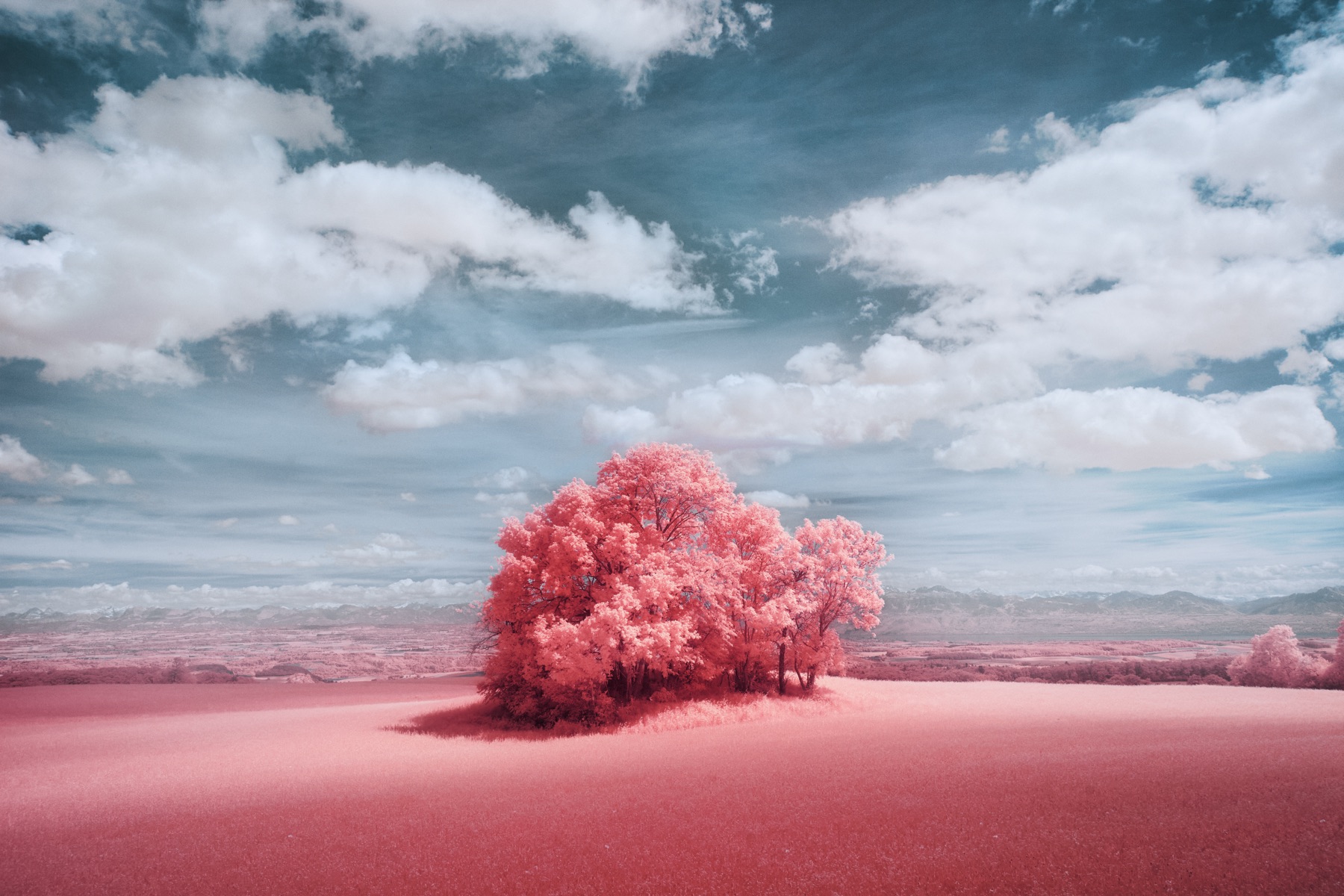Arbre solitaire aux tons rose bonbon se détachant sur un paysage entièrement rose sous un ciel nuageux. Collection Lumina - Jonas Hangartner.