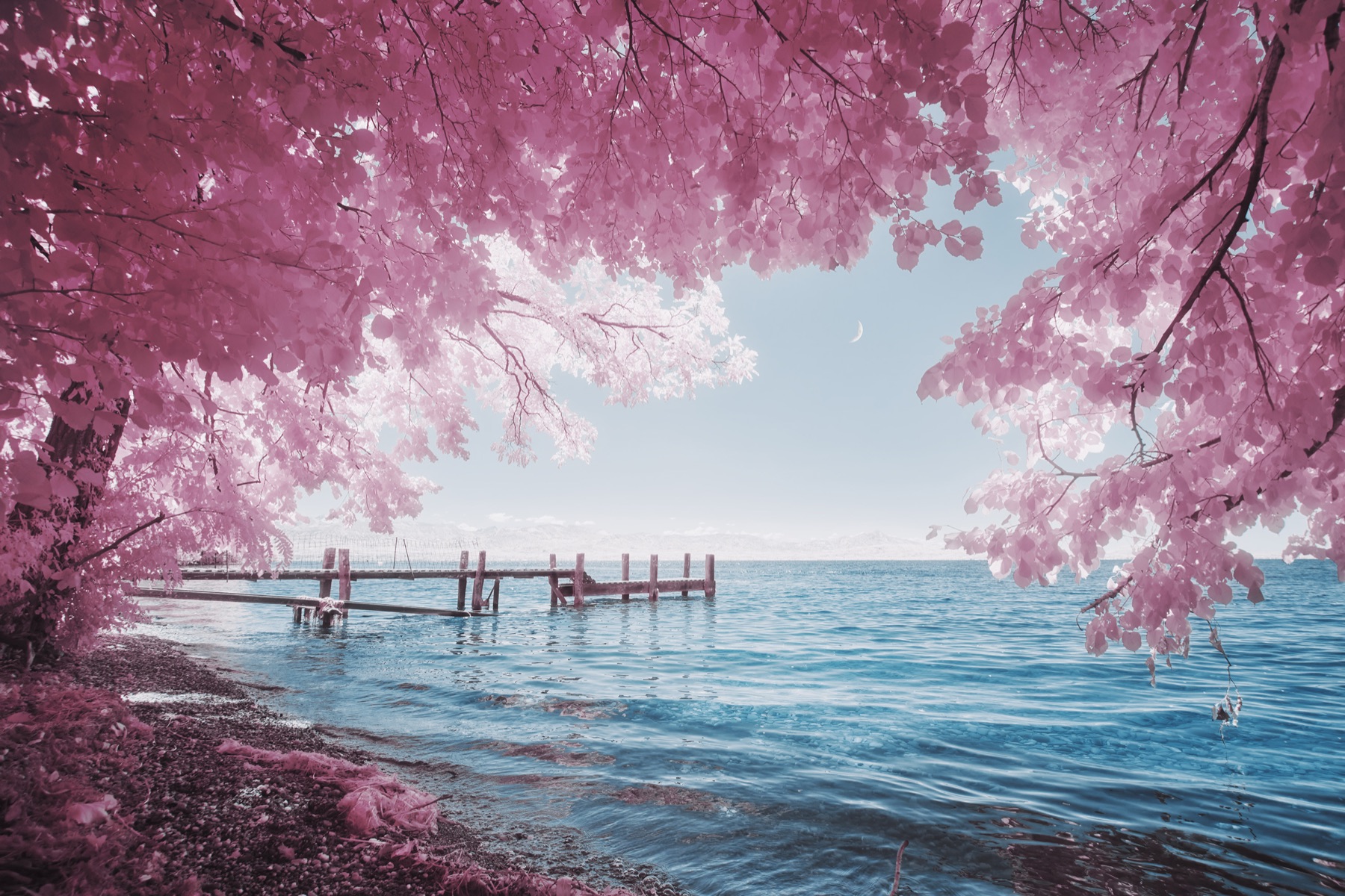 Daydreamer : un ponton sur le Léman, entouré d’un feuillage rose.