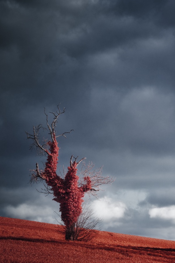 Breathing : un arbre isolé aux branches rouges, sous un ciel chargé.
