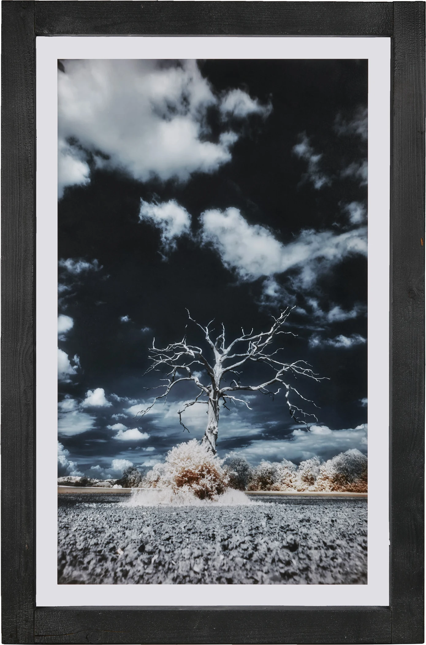 The Otherworld, photographie infrarouge d’un arbre nu dans son cadre noir.