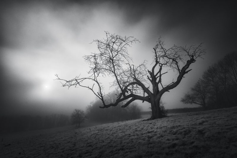 Dark Messenger - Jonas Hangartner - Infrared photography